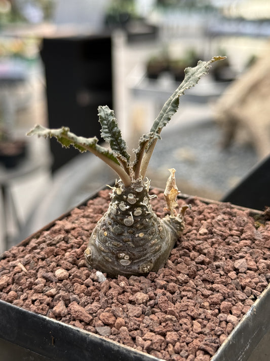 Dorstenia foetida