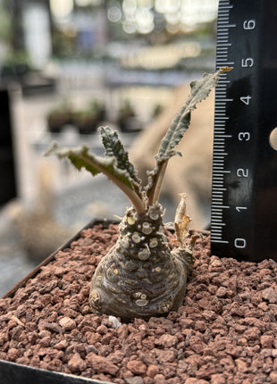 Dorstenia foetida