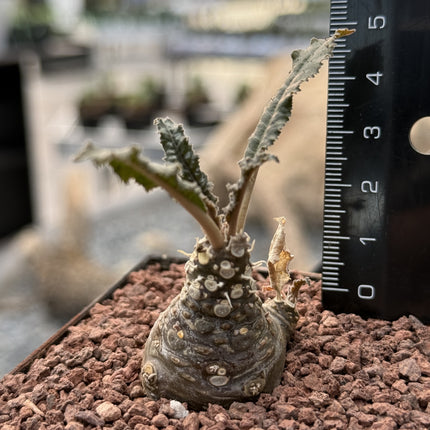 Dorstenia foetida