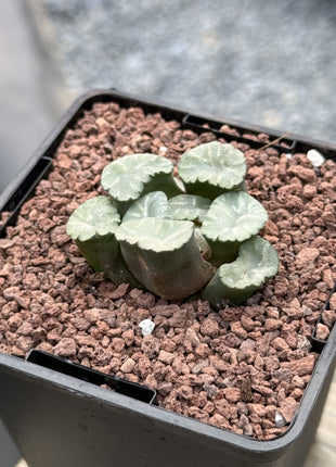 Haworthia maughanii ‘Ice Snow’