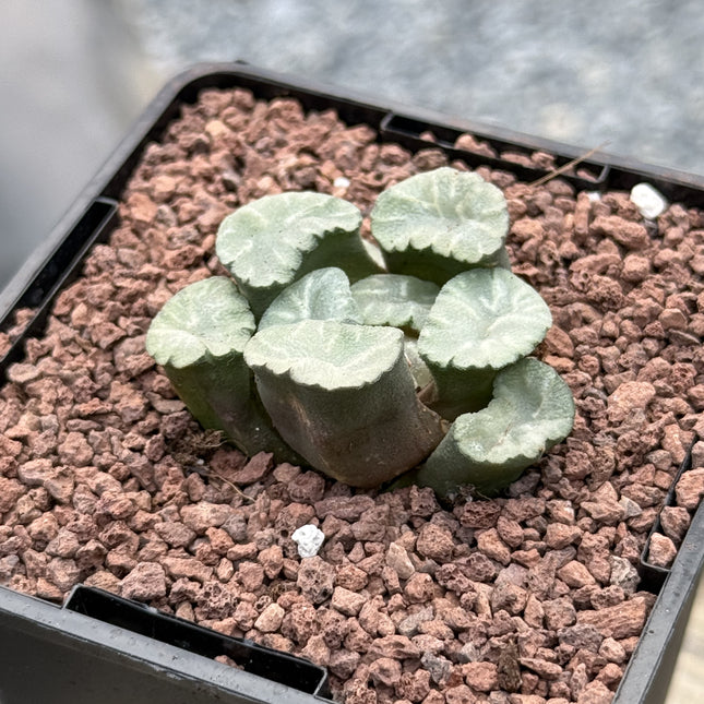 Haworthia maughanii ‘Ice Snow’