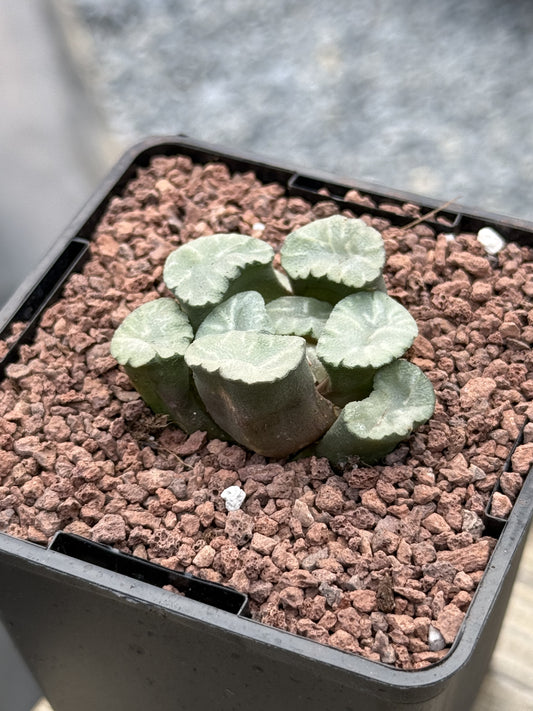 Haworthia maughanii ‘Ice Snow’