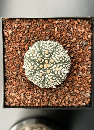 Astrophytum asterias ‘SUPERKABUTO’ CITES