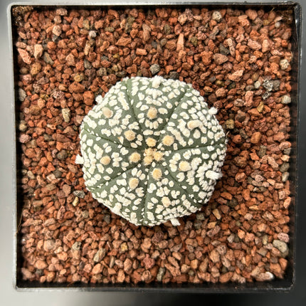 Astrophytum asterias 'SUPERKABUTO' CITES
