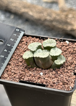 Haworthia maughanii ‘Ice Snow’
