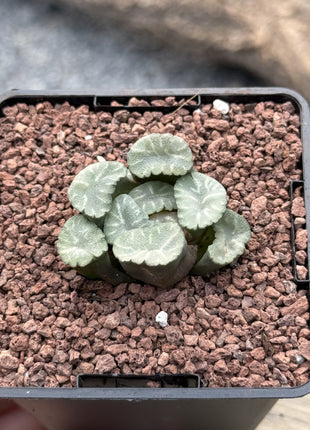 Haworthia maughanii ‘Ice Snow’