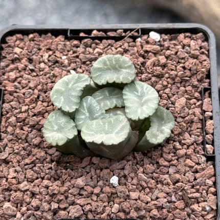 Haworthia maughanii 'Ice Snow'