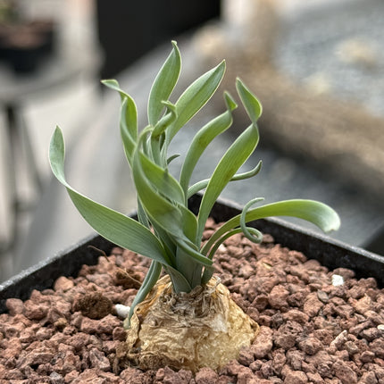 Trachyandra tortilis