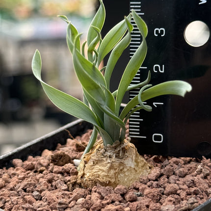 Trachyandra tortilis