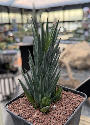 Haworthiopsis glauca var. glaucous