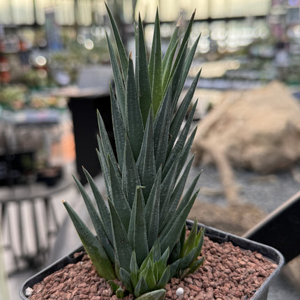 Haworthiopsis glauca var. glauca