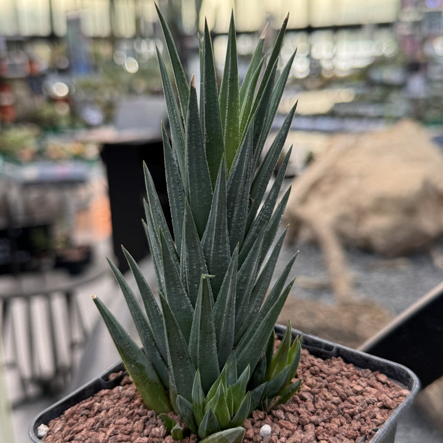 Haworthiopsis glauca var. glasig