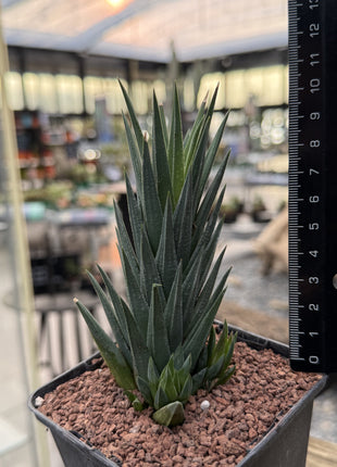 Haworthiopsis glauca var. glaucous