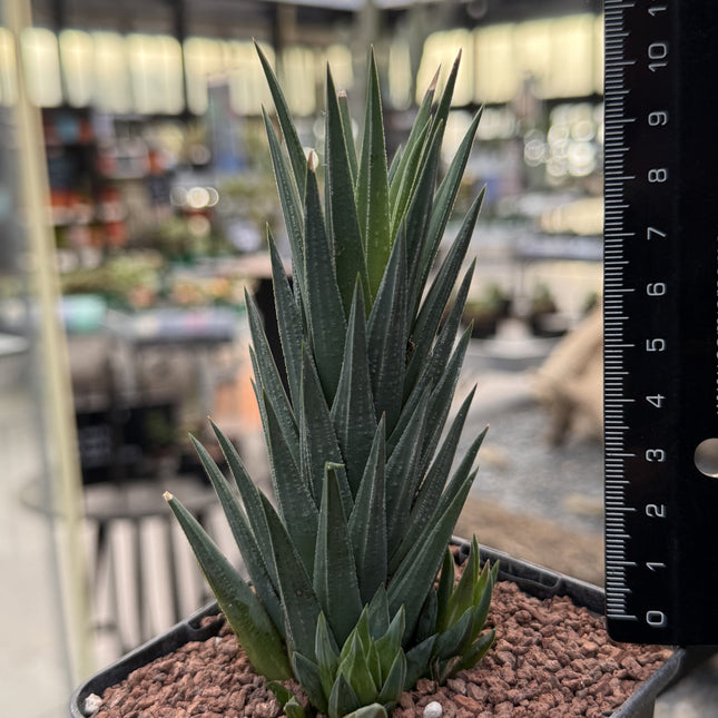 Haworthiopsis glauca var. glasig