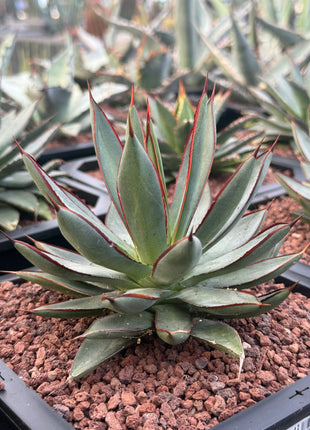 Agave ‘Red Edge’