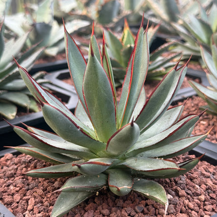 Agave ‘Red Edge’