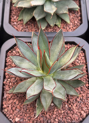 Agave ‘Red Edge’
