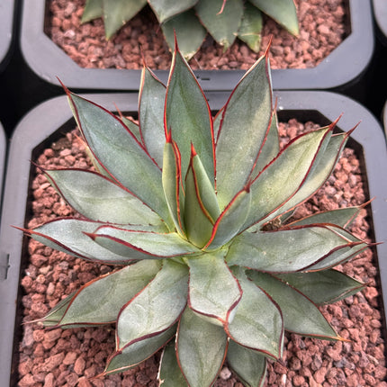 Agave ‘Red Edge’