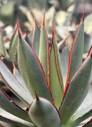 Agave ‘Red Edge’