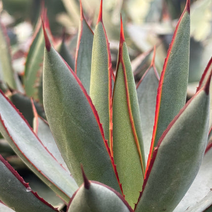 Agave ‘Red Edge’
