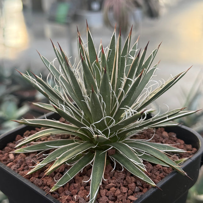 Agave x leopoldii