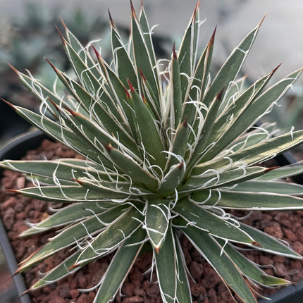 Agave x leopoldii