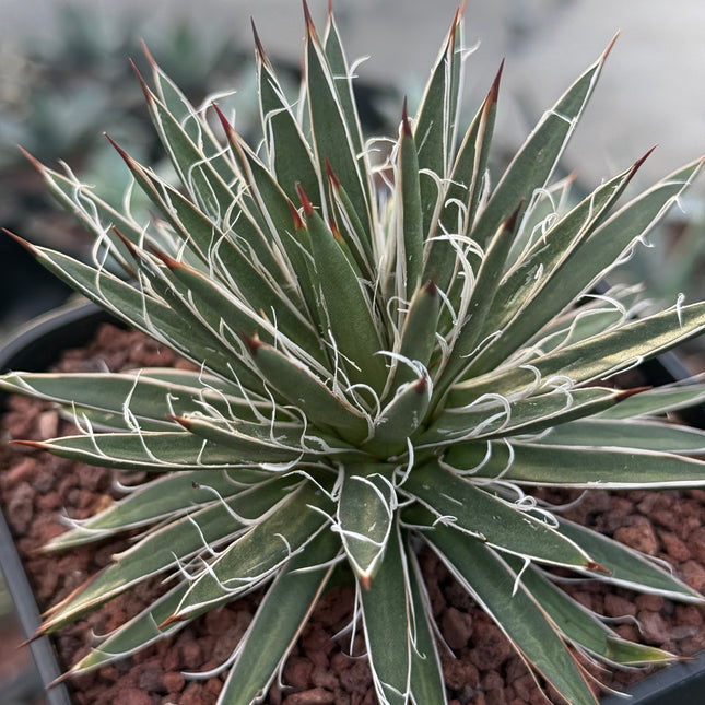 Agave x leopoldii