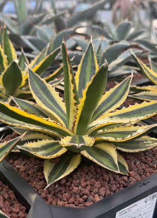Agave lophanta f. quadricolor