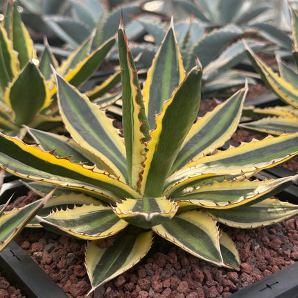 Agave lopantha f. quadricolor