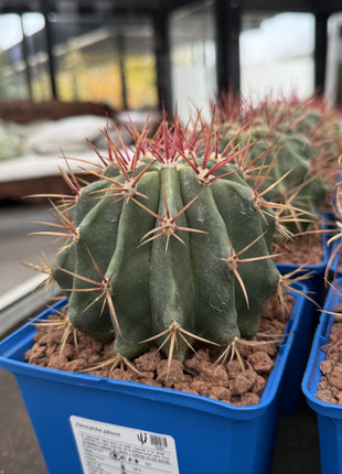 Ferocactus pilosus