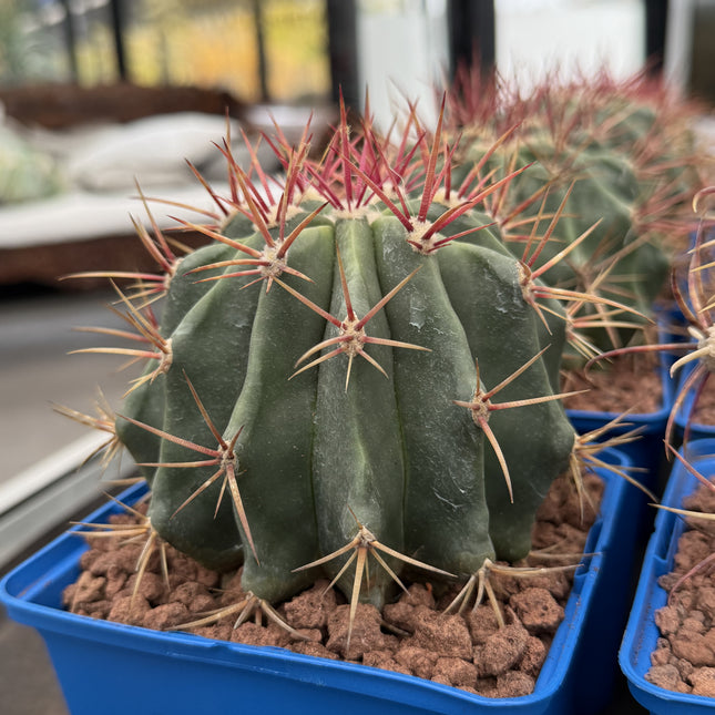 Ferocactus pilosus | Woolly Barrel Cactus