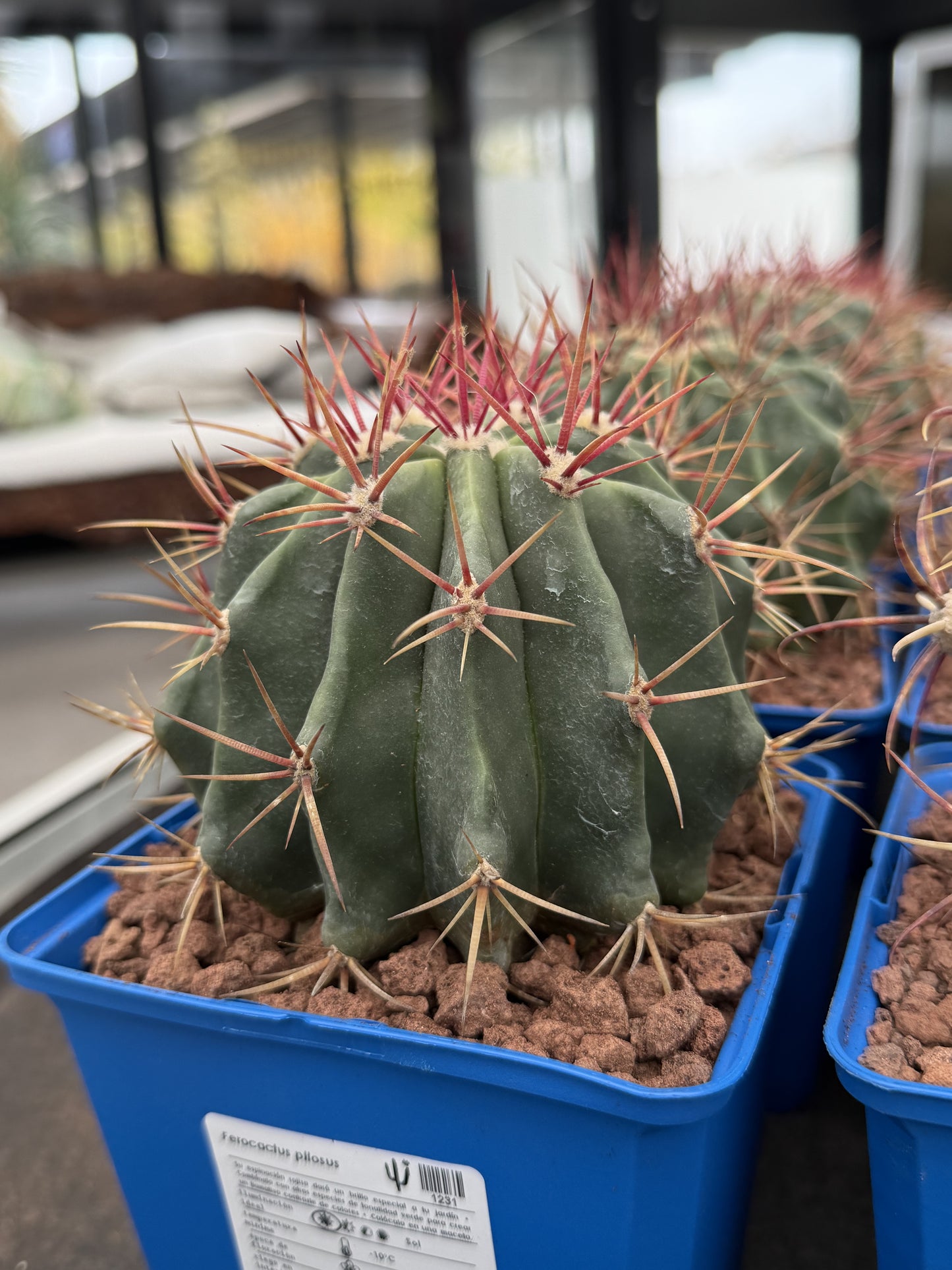 Ferocactus pilosus (Stainesii)