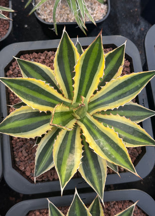 Agave lophanta f. quadricolor