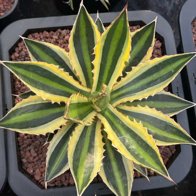 Agave lopantha f. quadricolor
