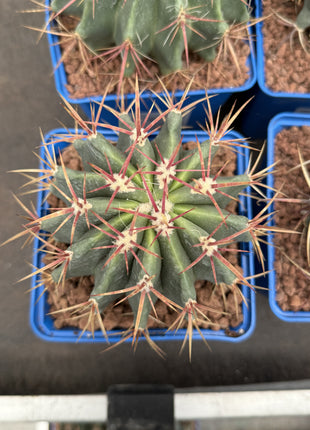 Ferocactus pilosus