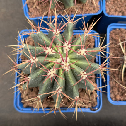 Ferocactus pilosus (Stainesii)
