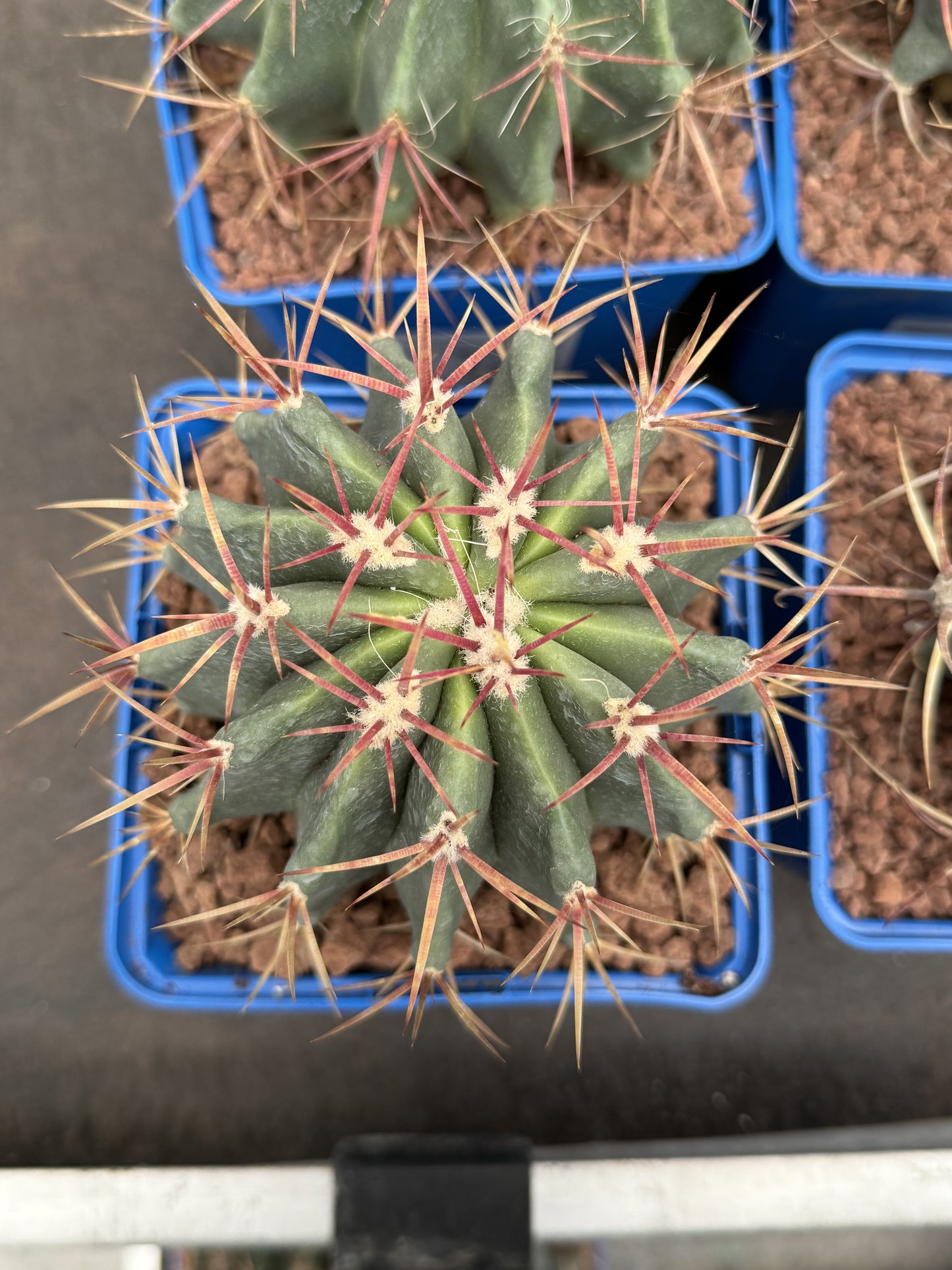 Ferocactus pilosus (Stainesii)