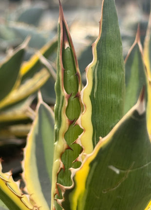 Agave lophanta f. quadricolor