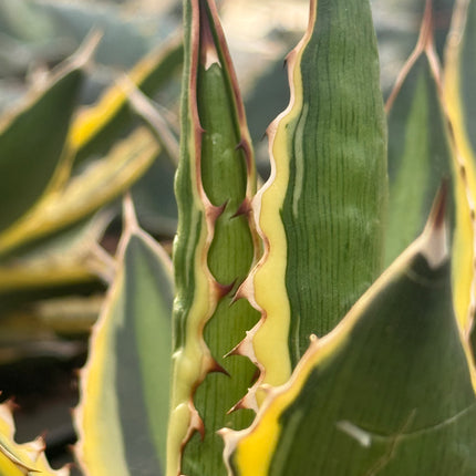 Agave lopantha f. quadricolor