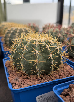 Ferocactus schwarzii