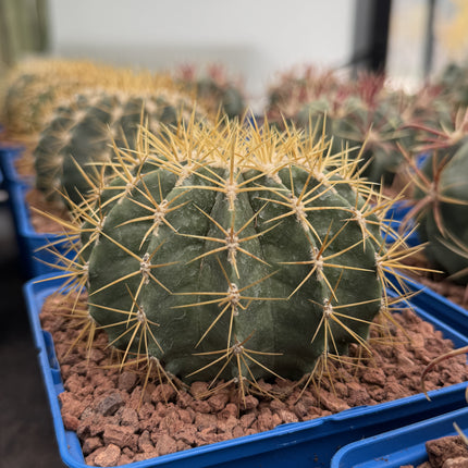 Ferocactus schwarzii