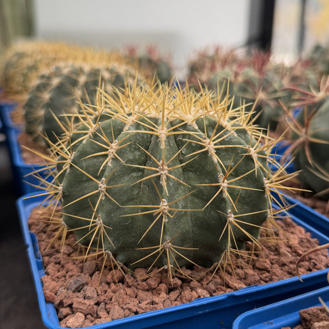 Ferocactus schwarzii