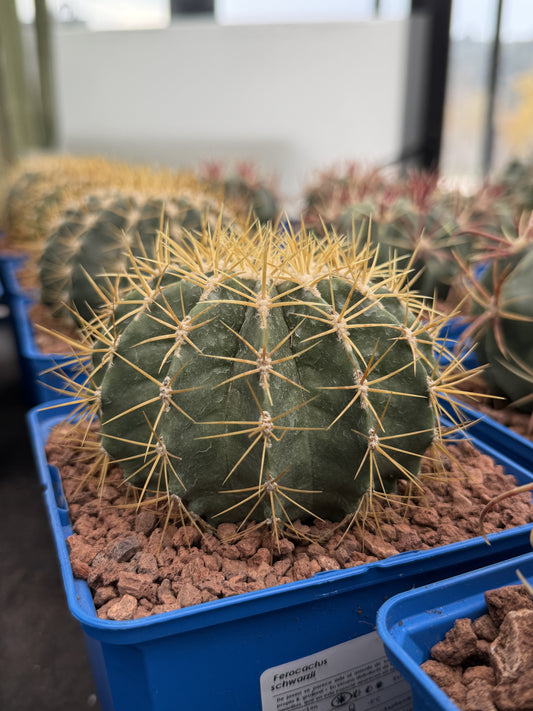 Ferocactus schwarzii