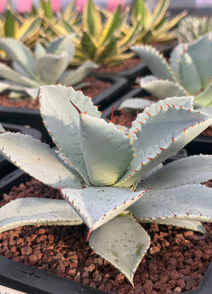 Agave havardiana