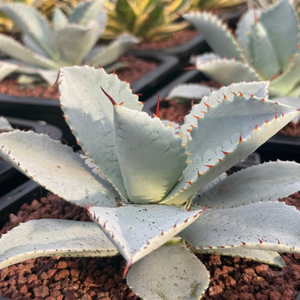 Agave havardiana