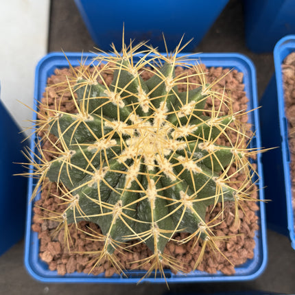 Ferocactus schwarzii