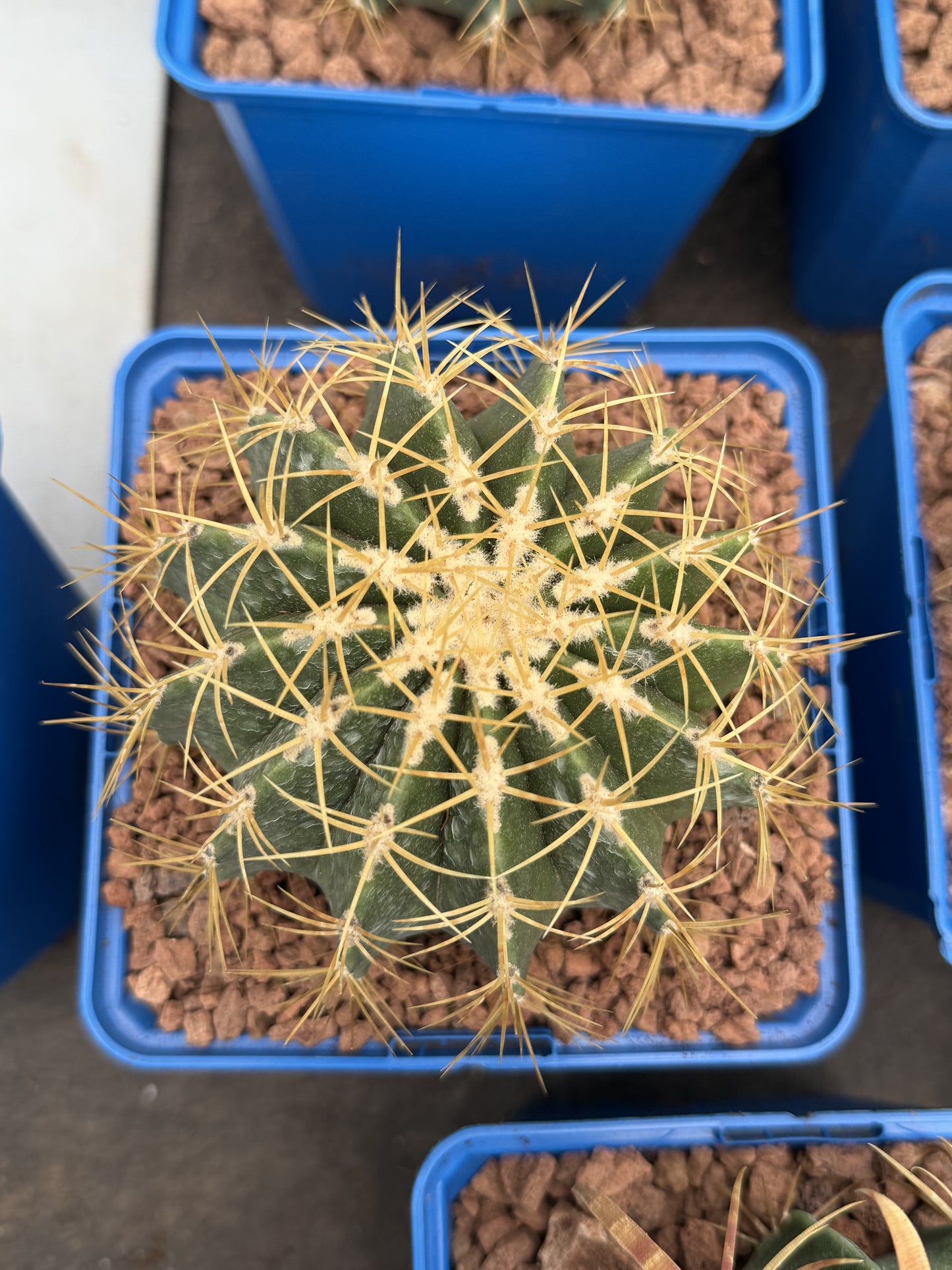 Ferocactus schwarzii