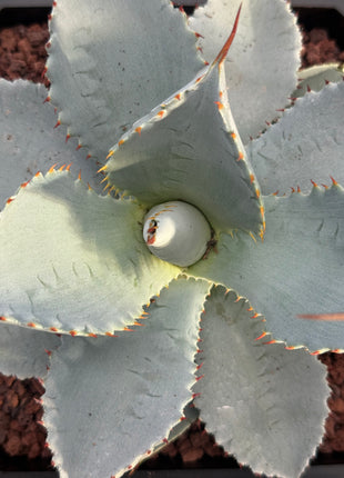Agave havardiana