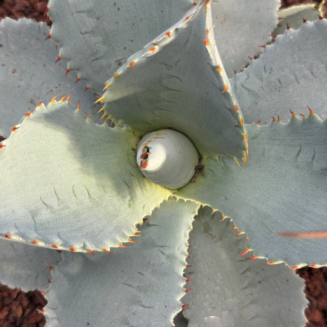 Agave havardiana