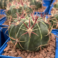 Collection image for: FEROCACTUS